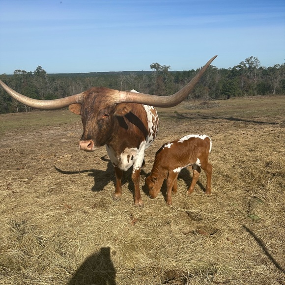 Meet your Posher, Ren?e - Picture 5 of 11